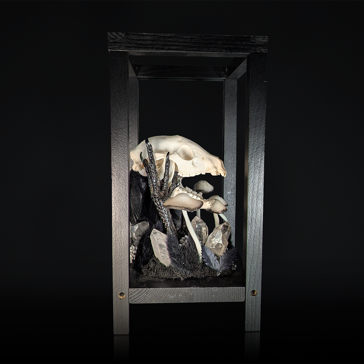 Raccoon Skull Lantern in Black