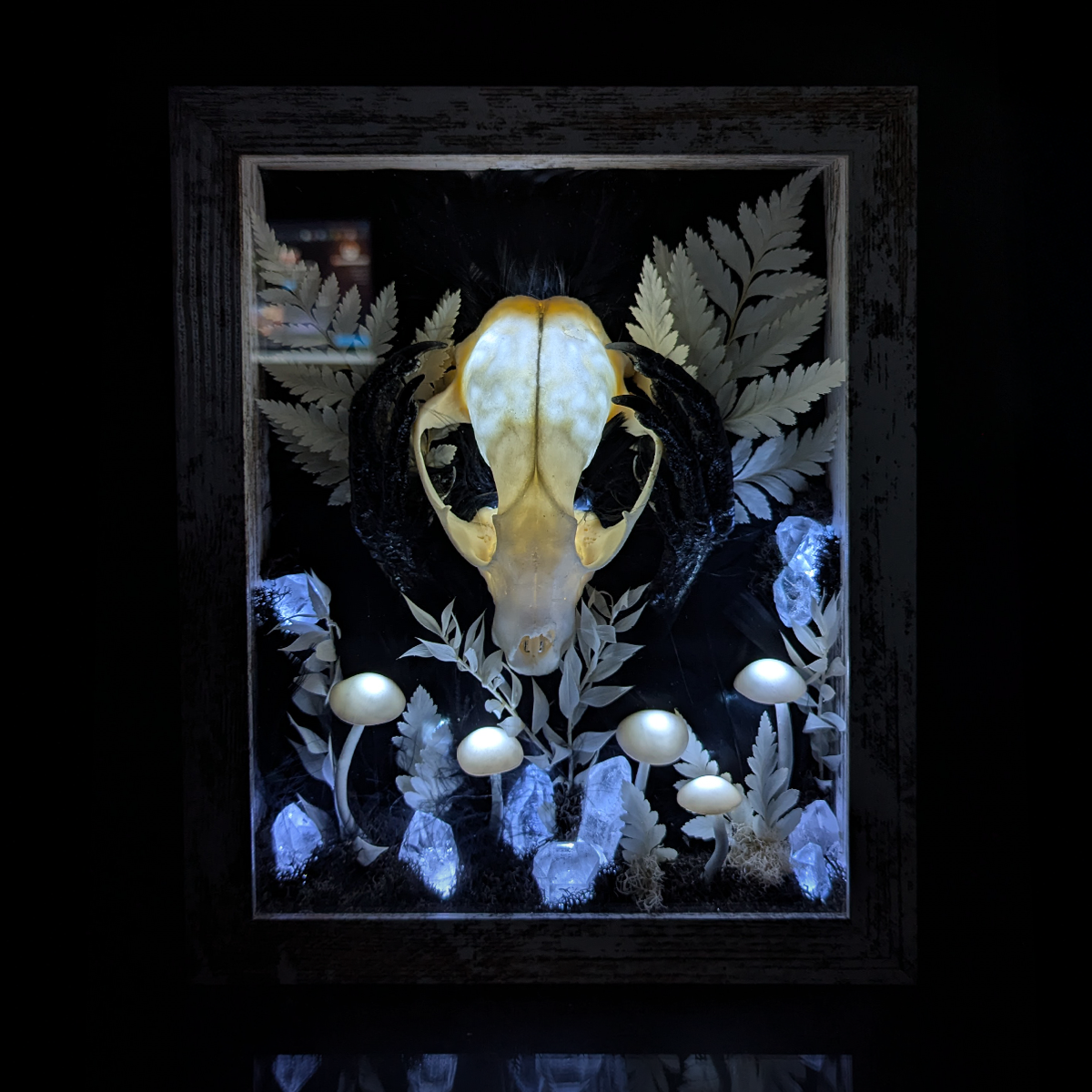 Raccoon Skull Shadow Box - 8.75 x 10.5