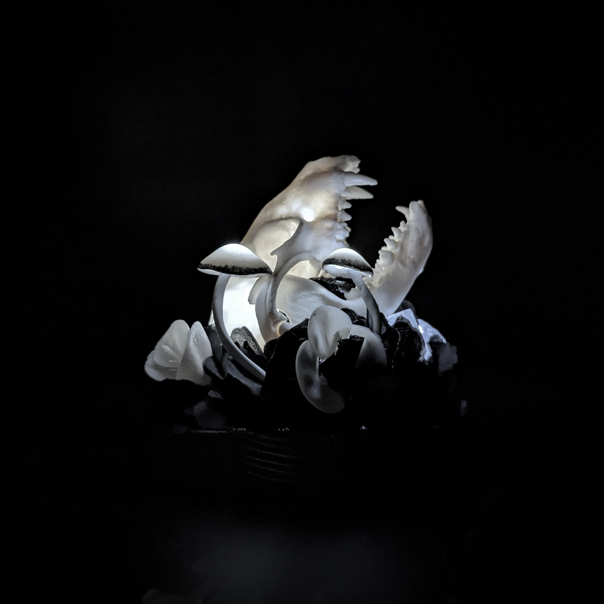 Raccoon Skull in Black