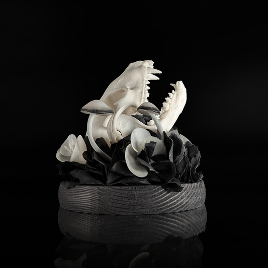 Raccoon Skull in Black