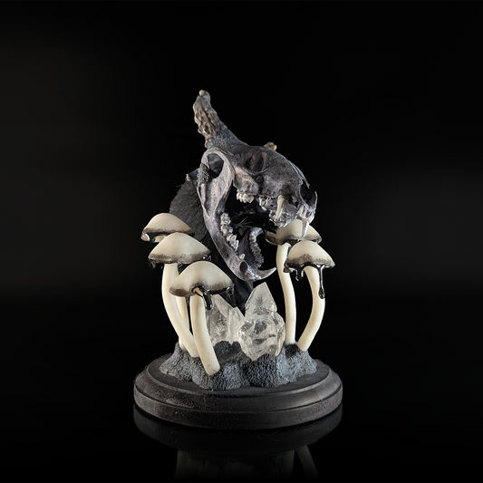 Creature Collection: Horned Ccoon Skull in Black