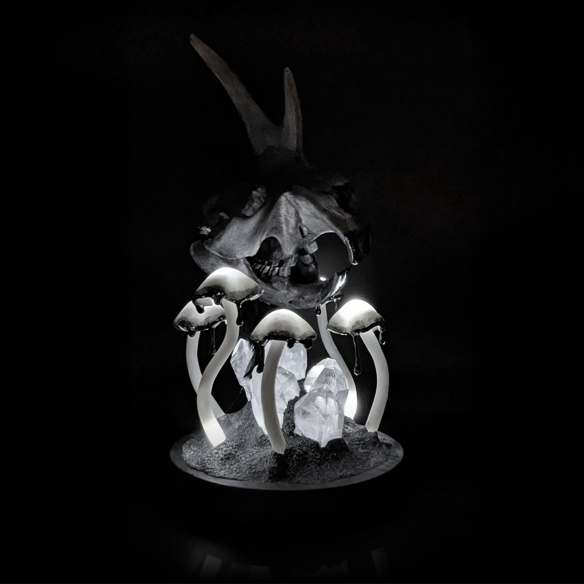 Creature Collection: Monoceros Castor Skull in Black