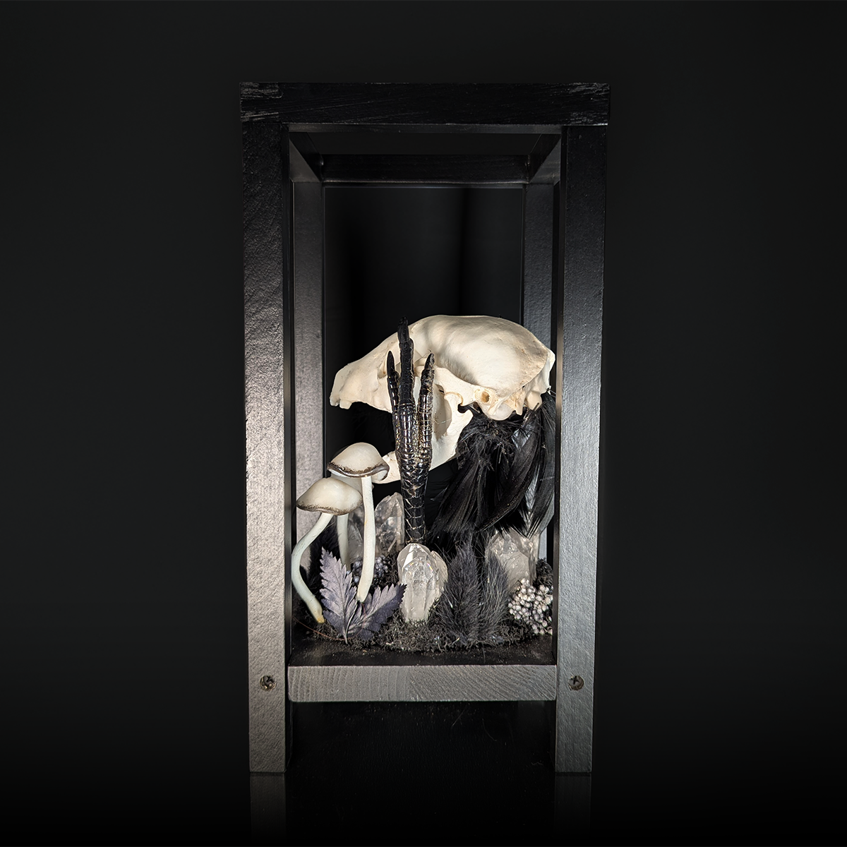 Raccoon Skull Lantern in Black