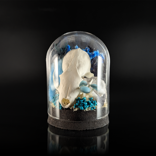 Marten Skull in Glowing Blue