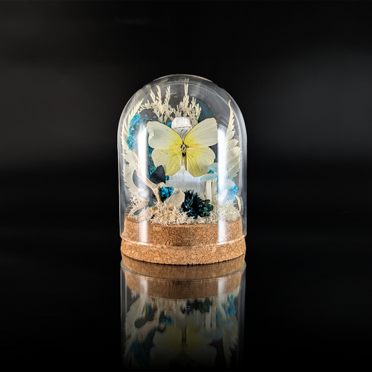 Cloudless Butterfly on Selenite in Glowing Blue