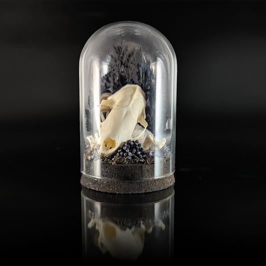 Martin Skull in Black