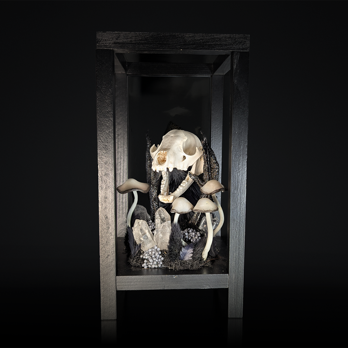 Raccoon Skull Lantern in Black