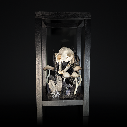 Raccoon Skull Lantern in Black
