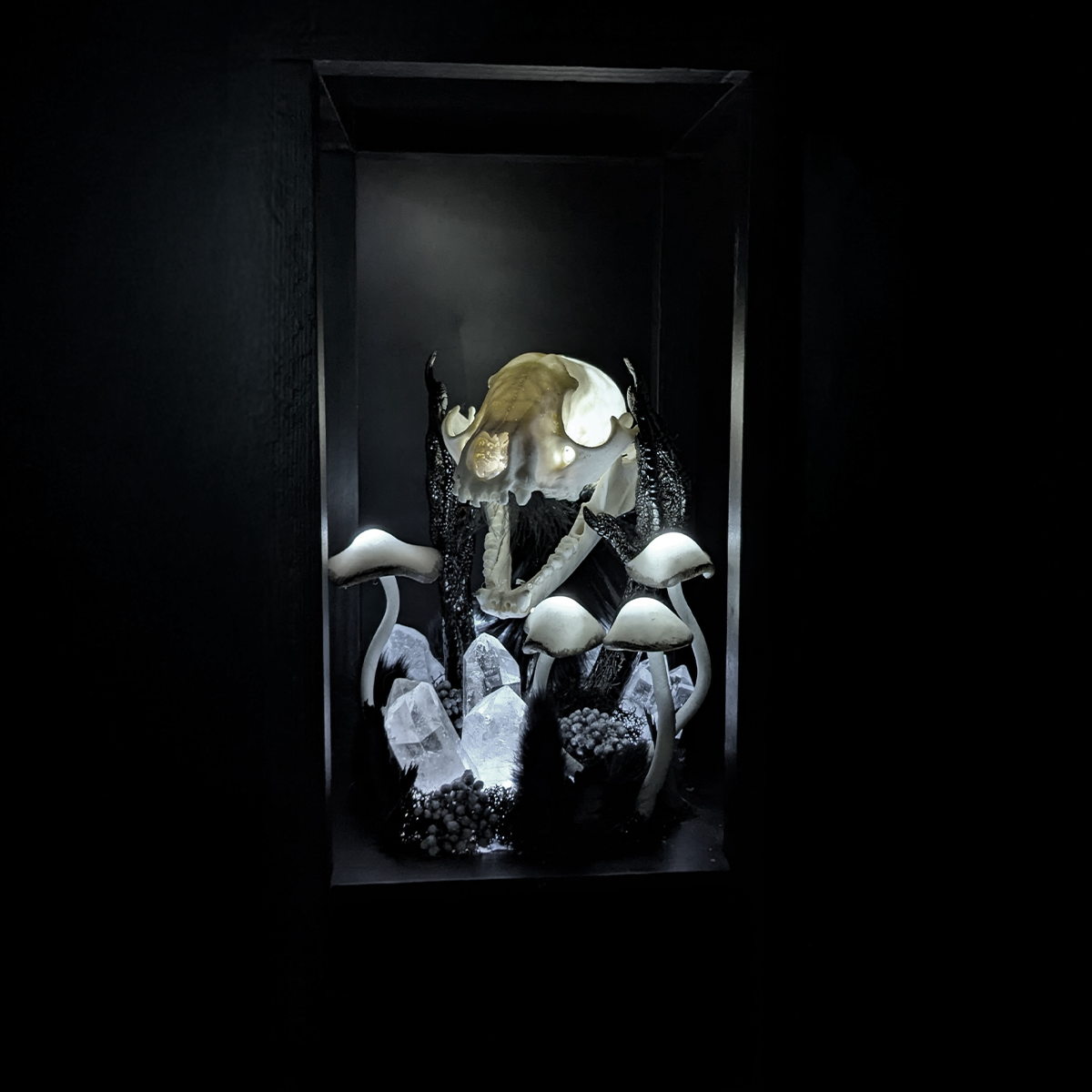 Raccoon Skull Lantern in Black