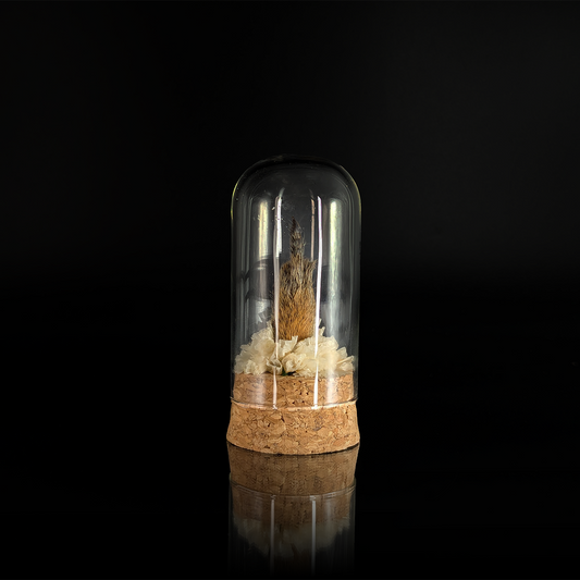 Squirrel Bird in Nature White