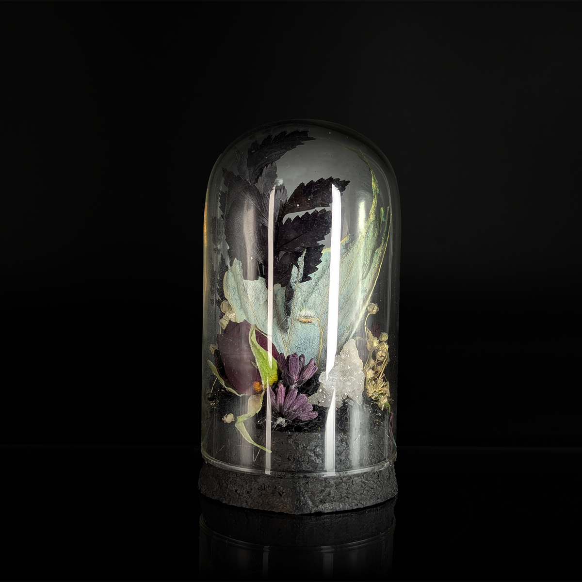 Tattered Luna Moth in Dark