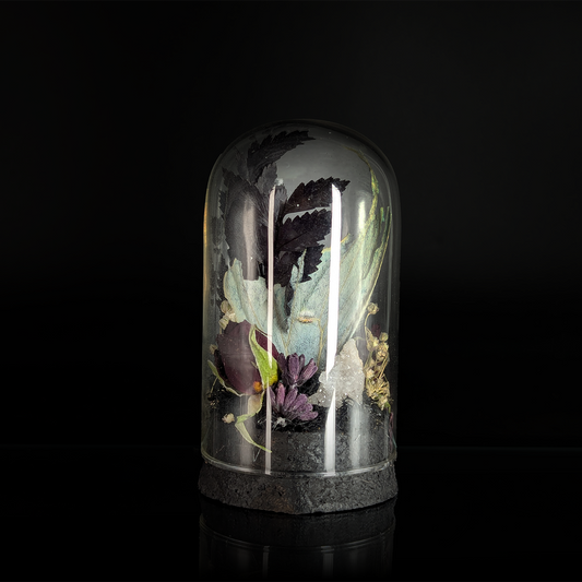 Tattered Luna Moth in Dark