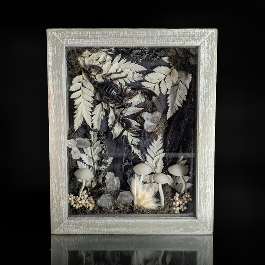 Scorpion Shadow Box - 8 x 10