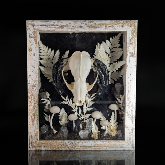 Raccoon Skull Shadow Box - 8.75 x 10.5