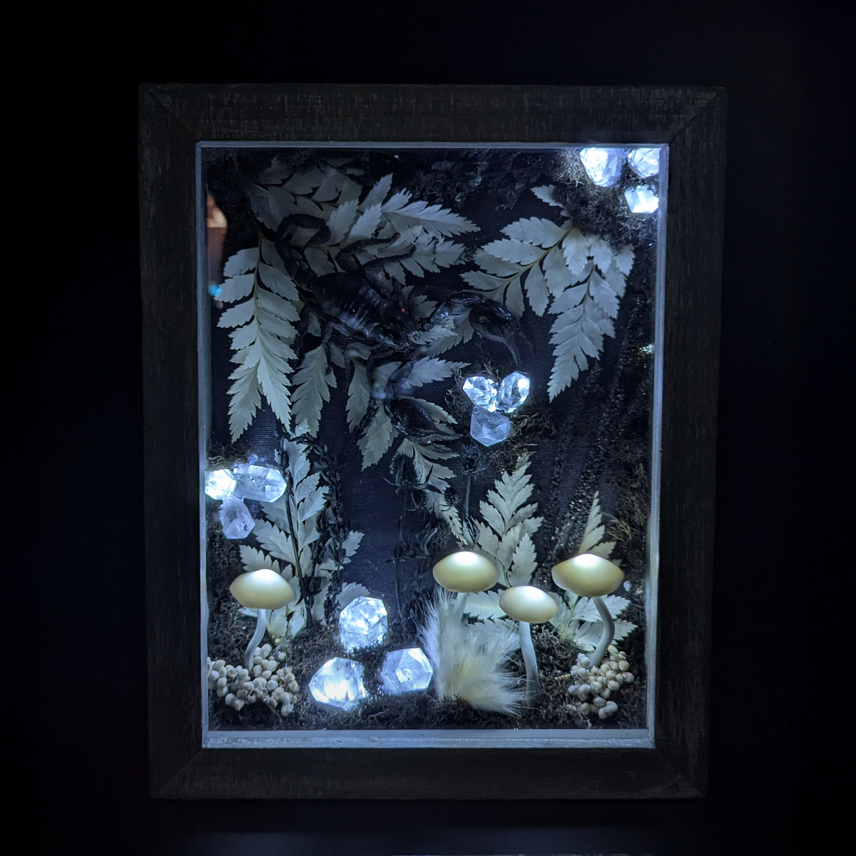 Scorpion Shadow Box - 8 x 10